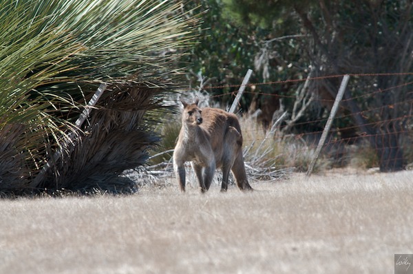 AustraliaEast 10  173